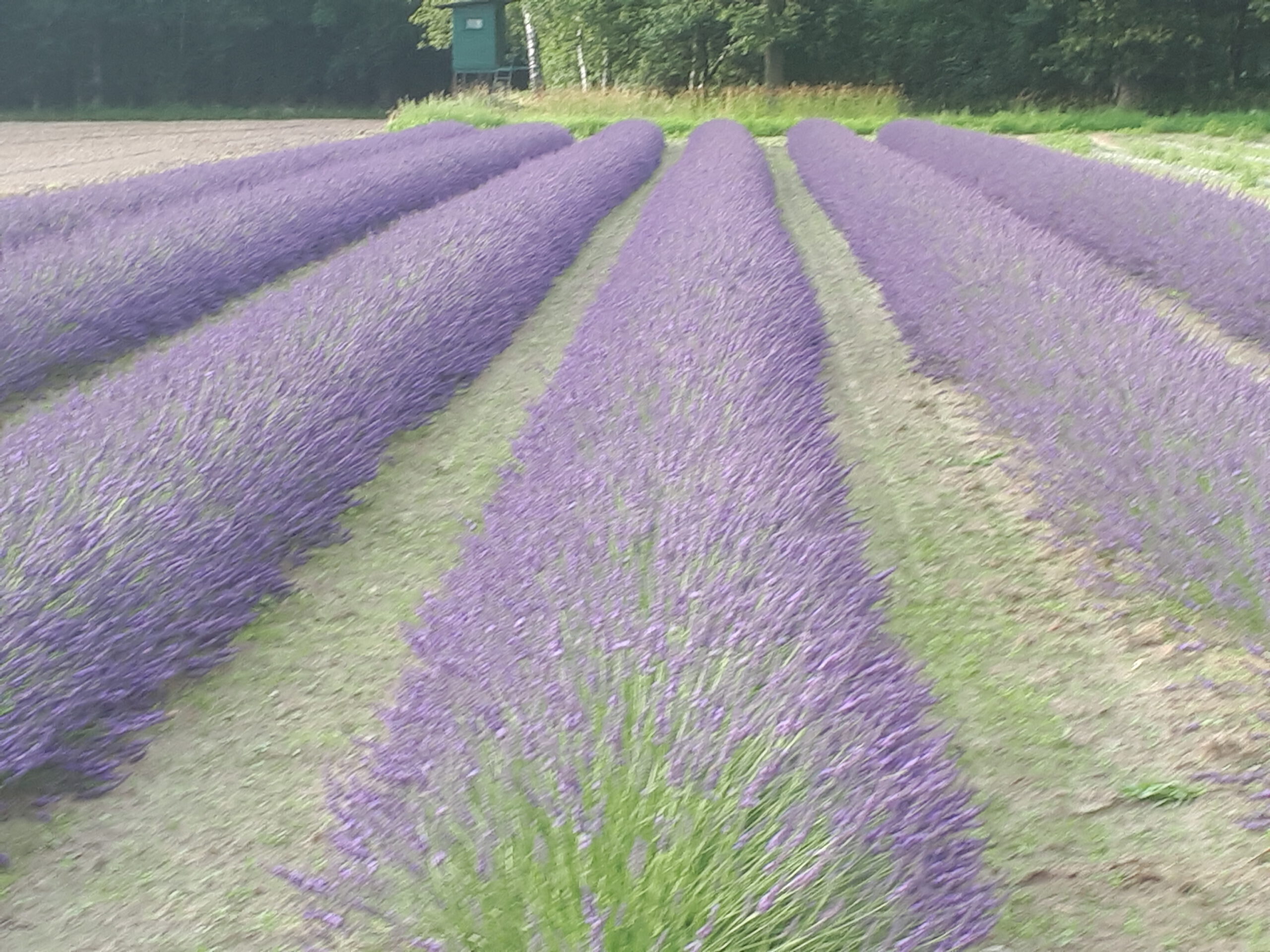 Lavendel richtig düngen: Der umfassende Ratgeber von Engels Lavendel