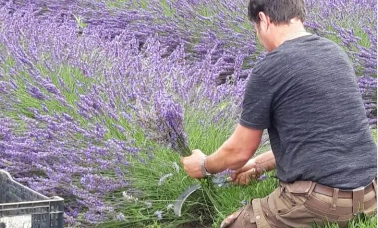 Der richtige Zeitpunkt: Wann und wie Lavendel zurückschneiden?