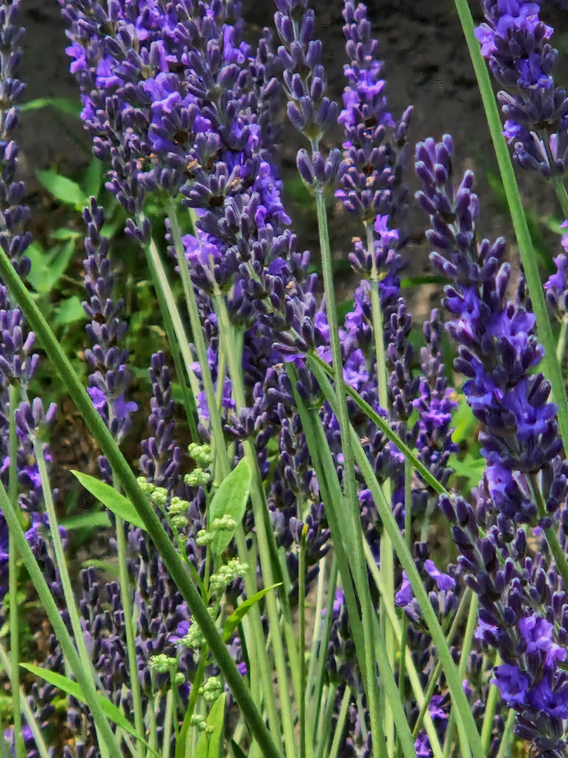 Natürlicher Schneckenschutz: Mögen Schnecken Lavendel?