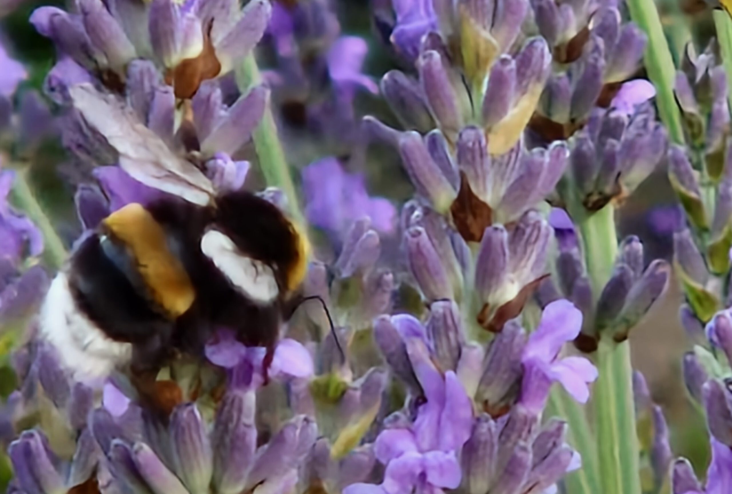 Mögen Wespen Lavendel?